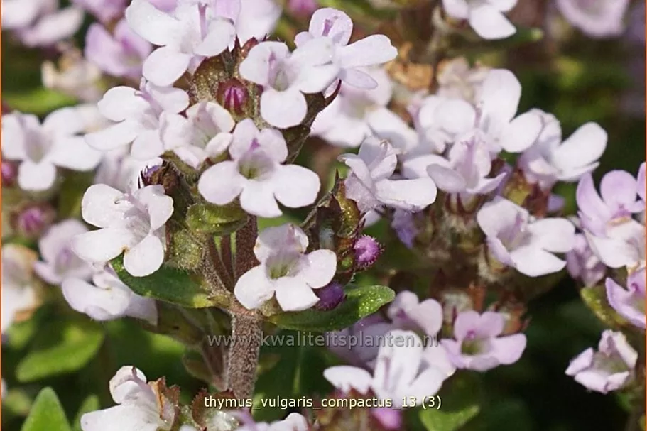Thymus vulgaris 'Compactus'