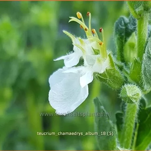Teucrium chamaedrys 'Album'
