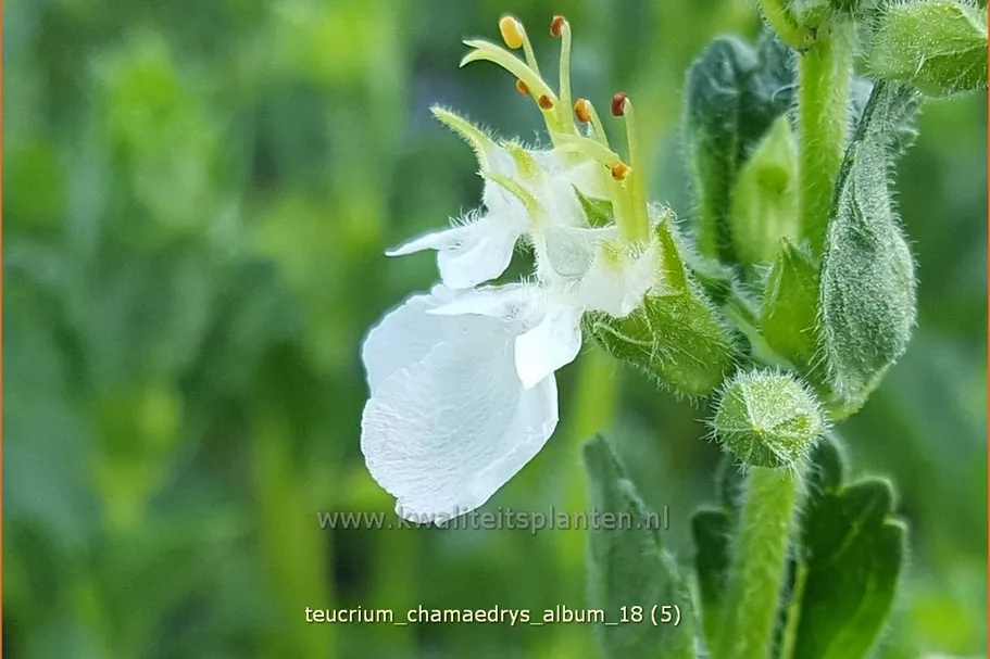 Teucrium chamaedrys 'Album'
