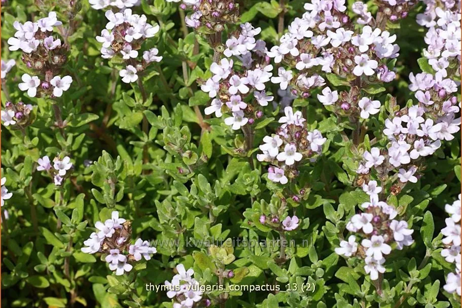 Thymus vulgaris 'Compactus'
