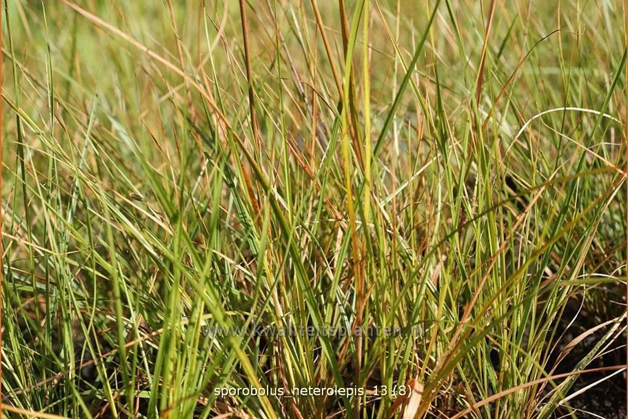 Sporobolus heterolepis