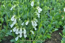 Teucrium chamaedrys 'Album'