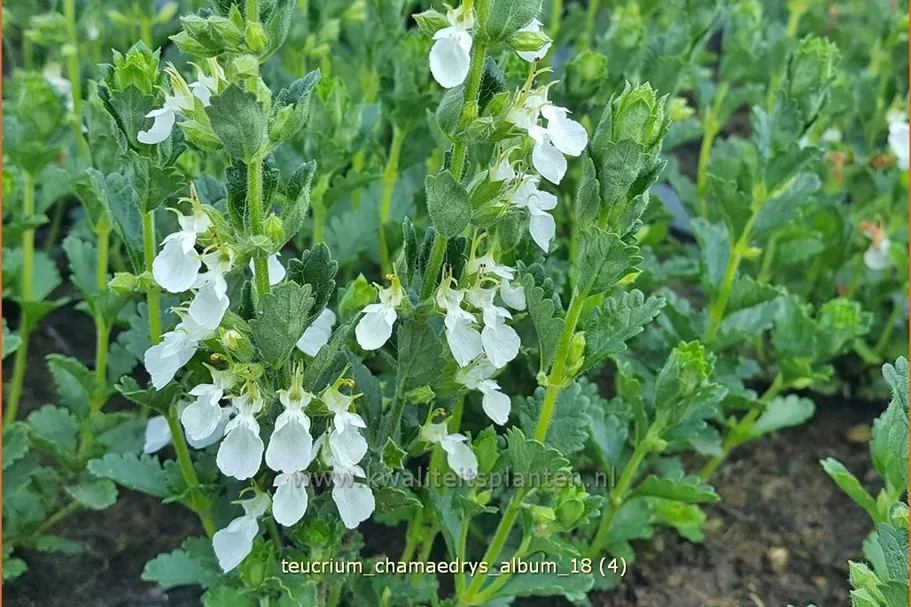 Teucrium chamaedrys 'Album'