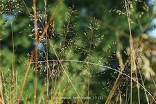 Sporobolus heterolepis