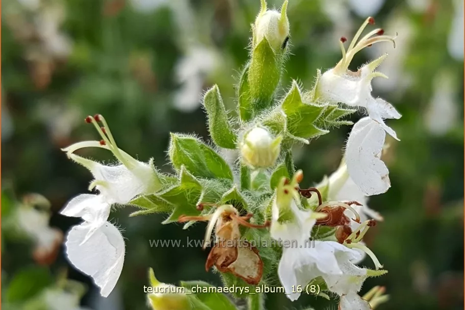 Teucrium chamaedrys 'Album'