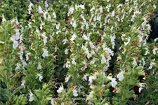 Teucrium chamaedrys 'Album'