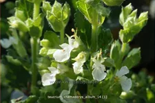 Teucrium chamaedrys 'Album'