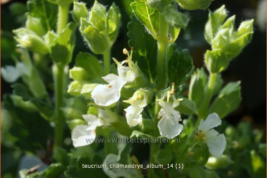 Teucrium chamaedrys 'Album'