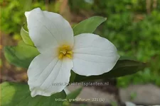 Trillium grandiflorum