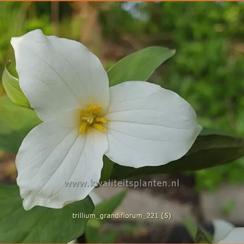 Trillium grandiflorum