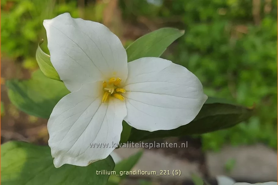 Trillium grandiflorum