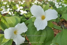 Trillium grandiflorum