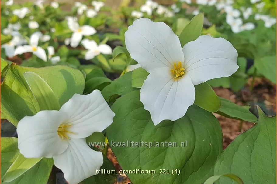 Trillium grandiflorum