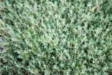 Thymus vulgaris 'Fleur Provencale'