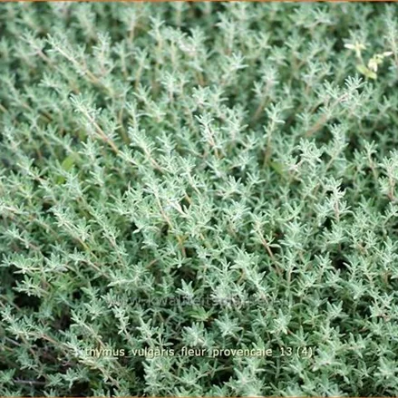 Thymus vulgaris 'Fleur Provencale'