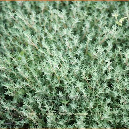 Thymus vulgaris 'Fleur Provencale'