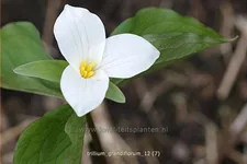 Trillium grandiflorum