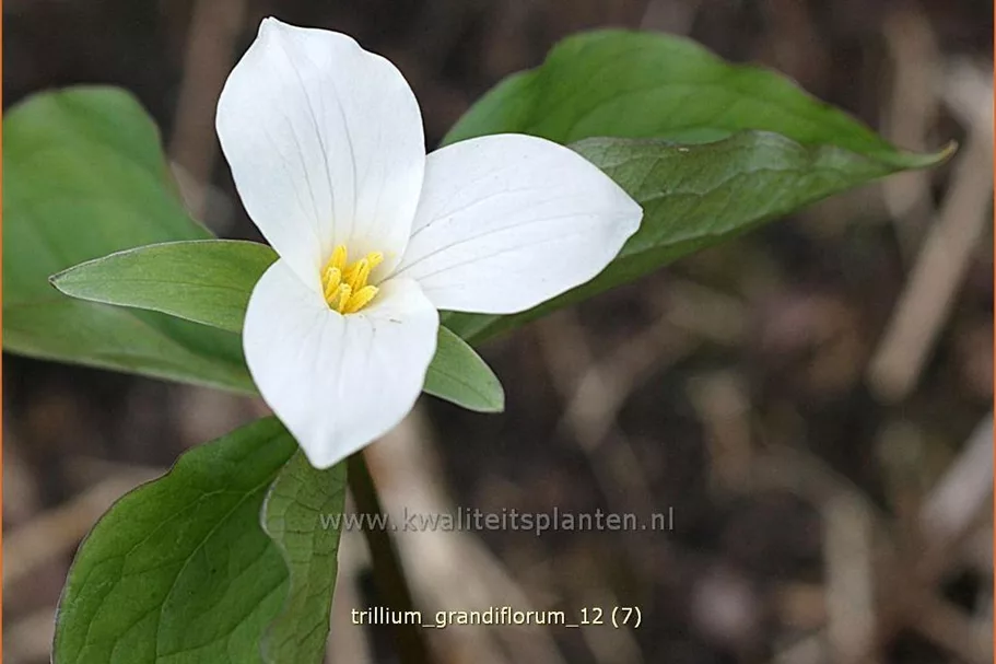 Trillium grandiflorum