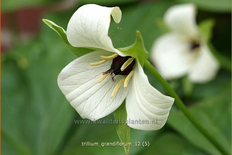 Trillium grandiflorum