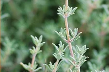 Thymus vulgaris 'Fleur Provencale'