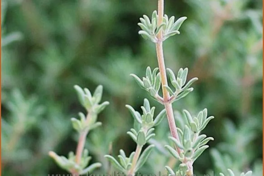 Thymus vulgaris 'Fleur Provencale'
