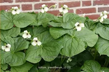 Trillium grandiflorum