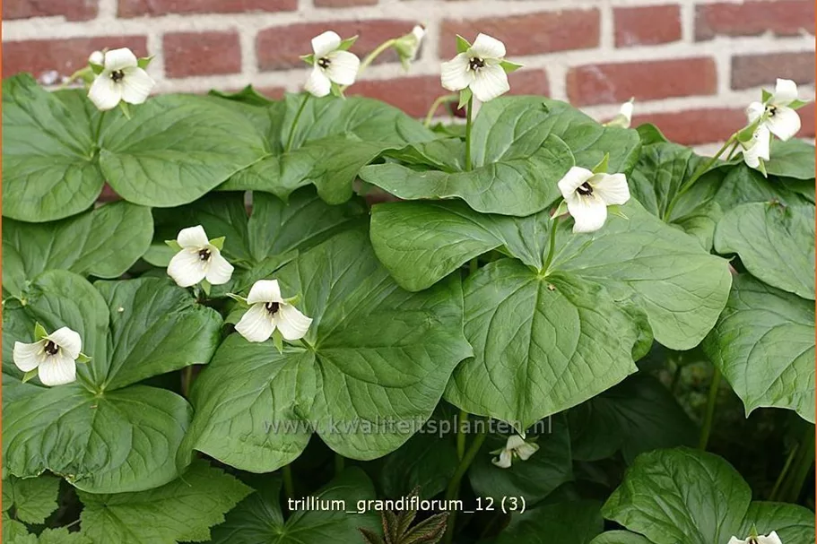 Trillium grandiflorum
