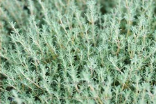 Thymus vulgaris 'Fleur Provencale'