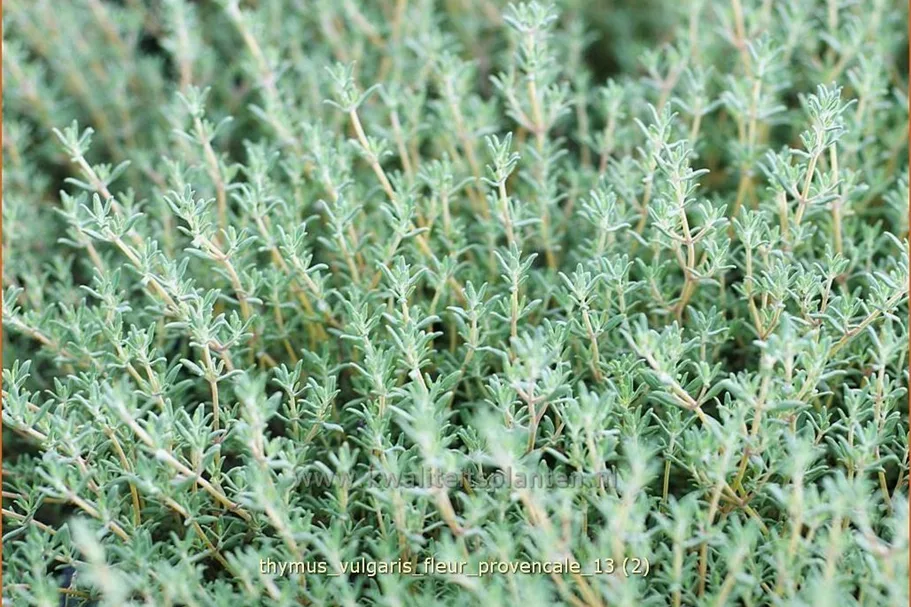 Thymus vulgaris 'Fleur Provencale'