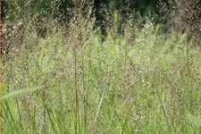 Sporobolus heterolepis 'Wisconsin Strain'