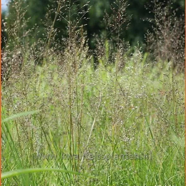 Sporobolus heterolepis 'Wisconsin Strain'