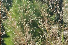 Sporobolus heterolepis 'Wisconsin Strain'