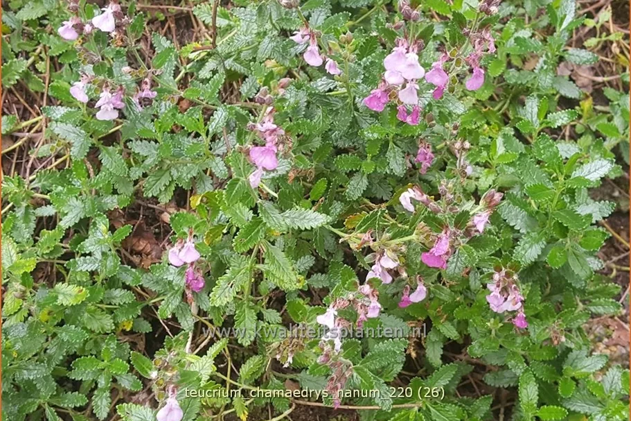 Teucrium chamaedrys 'Nanum'