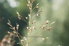 Sporobolus heterolepis 'Wisconsin Strain'
