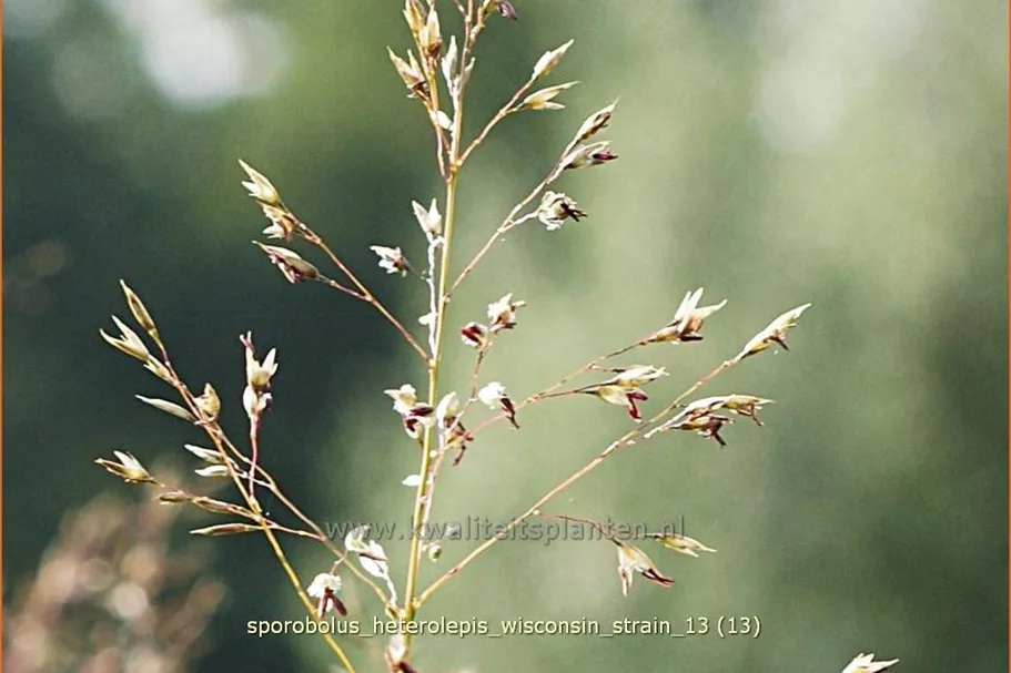 Sporobolus heterolepis 'Wisconsin Strain'