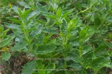 Teucrium chamaedrys 'Nanum'