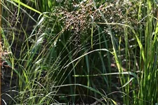 Sporobolus heterolepis 'Wisconsin Strain'