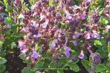 Teucrium chamaedrys 'Nanum'