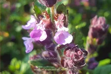 Teucrium chamaedrys 'Nanum'