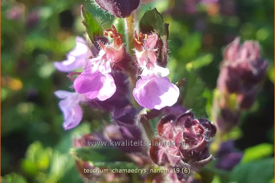 Teucrium chamaedrys 'Nanum'
