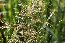 Sporobolus heterolepis 'Wisconsin Strain'