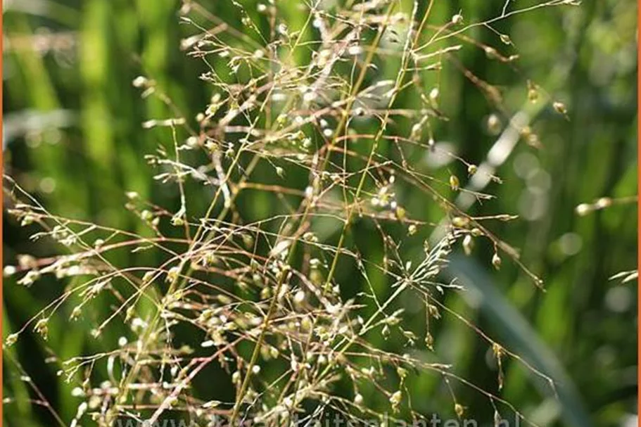 Sporobolus heterolepis 'Wisconsin Strain'