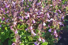 Teucrium chamaedrys 'Nanum'
