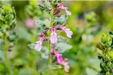 Teucrium chamaedrys 'Nanum'