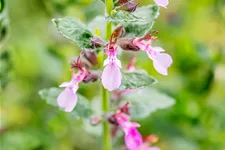 Teucrium chamaedrys 'Nanum'