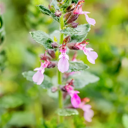 Teucrium chamaedrys 'Nanum'