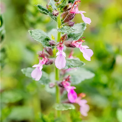 Teucrium chamaedrys 'Nanum'