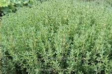 Thymus vulgaris 'Precompa'