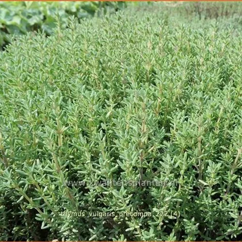 Thymus vulgaris 'Precompa'