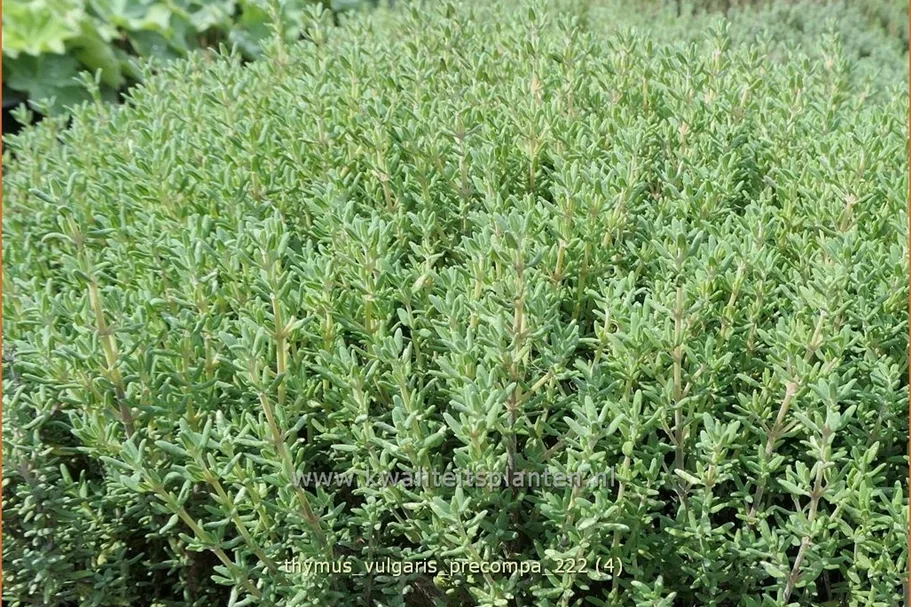 Thymus vulgaris 'Precompa'
